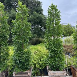 Ficus Nitida Indian Laurel Privacy Hedge