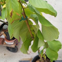 Cherimoya Plant Tree In 5 Gallon Pot