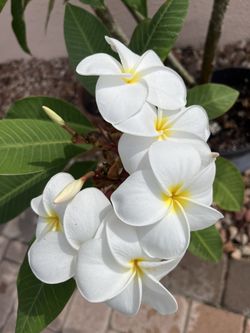 White Plumeria Plant 