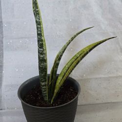 Snake Plant