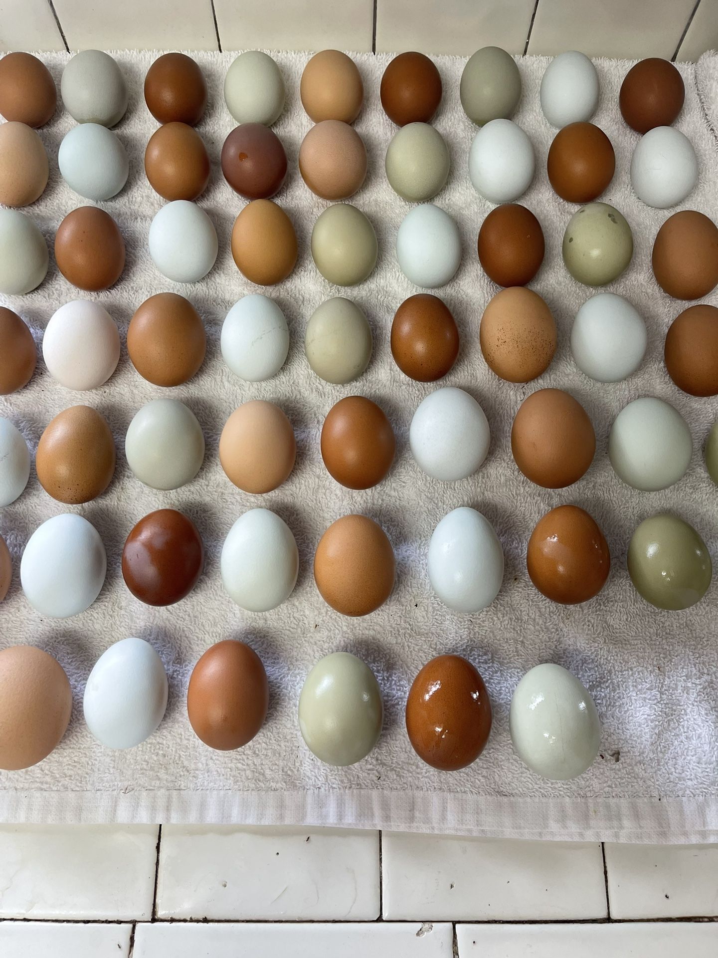 Eggs Free Range Chicken Eggs 7.00 a Dozen
