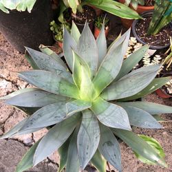 Blue Glow Agave Succulent Plant