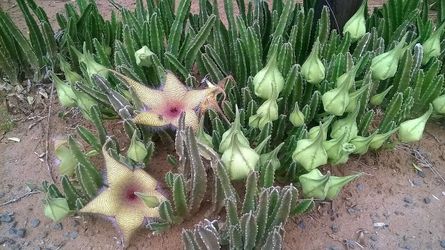 Stapelia gigantea / Starfish flower or Zulu giant (Northridge)