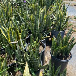 Snake plant