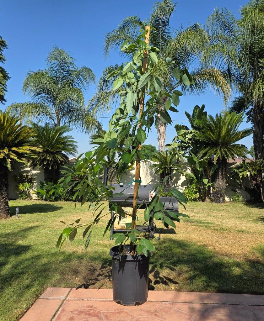 Hass Avocado Tree