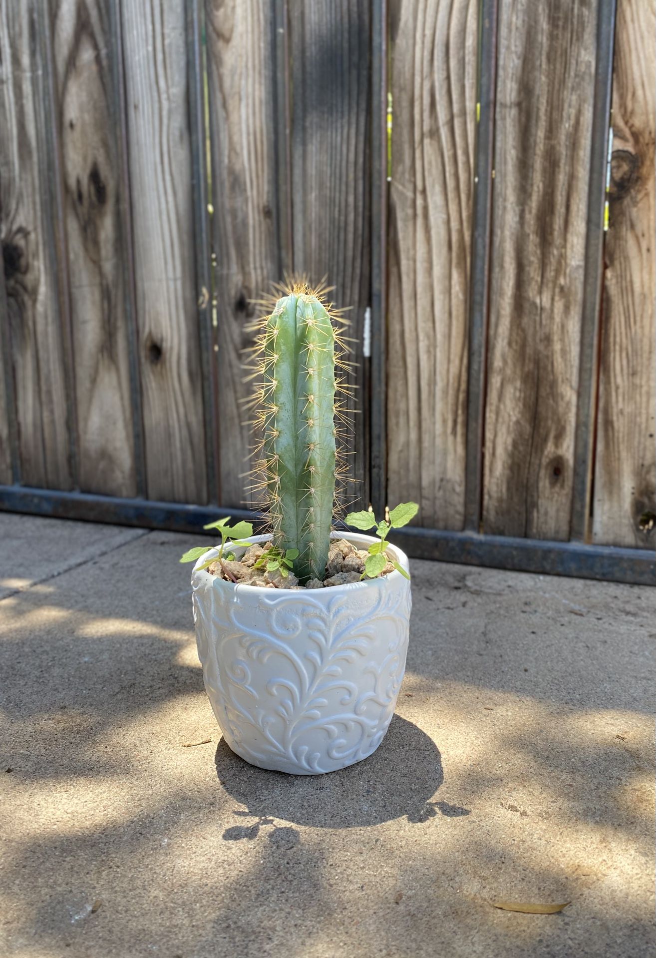 Small Cactus Plant