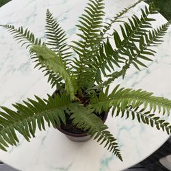 Boston Fern - Nephrolepsis Exaltata.  (Indoor/Outdoor Life Plant) 