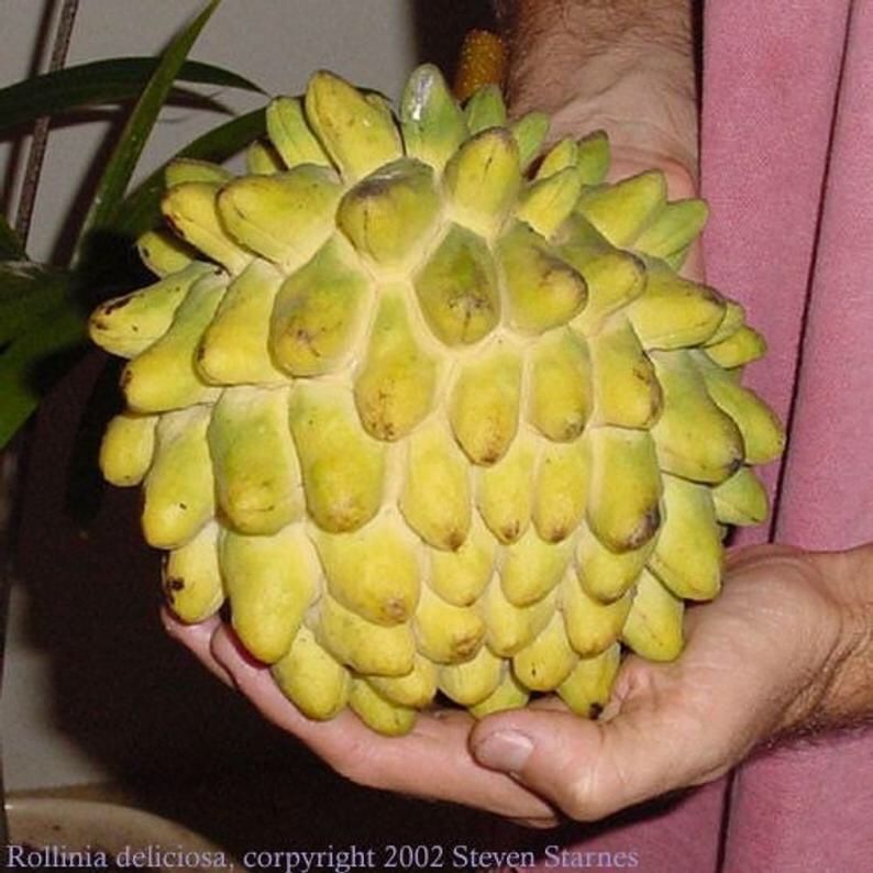 Rollinia Fruit