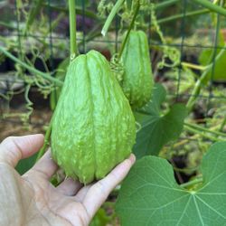 Chayote Fruit $2 / Lb 