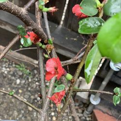 Red Blooming Flowering Budding Quince Bush Shrub Tree Thick Trunk in 5 Gallon Pot 