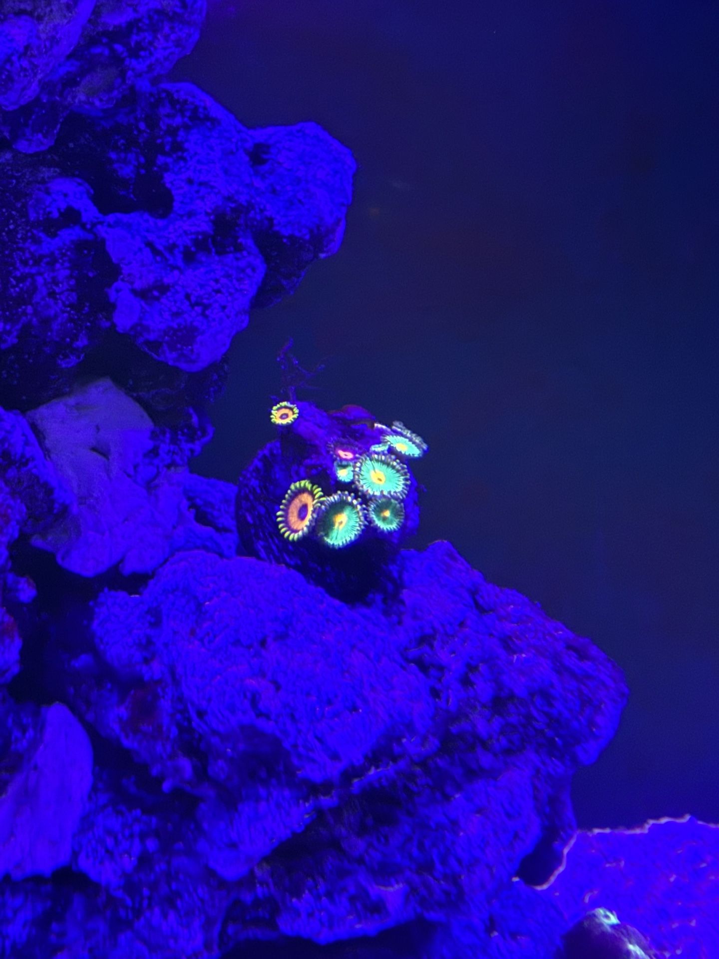 Zoanthid frag Coral Reef Aquarium 