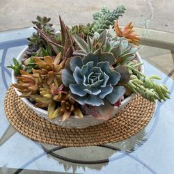Succulents Plants