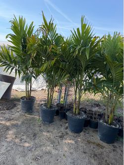 Tripple Christmas palms