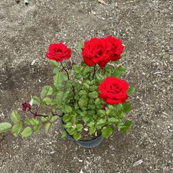 Rose Bush