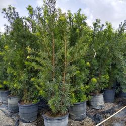 Beautiful Podocarpus Plants For Inmediate Privacy!!! 5-6 Feet Tall!! Best Quality 