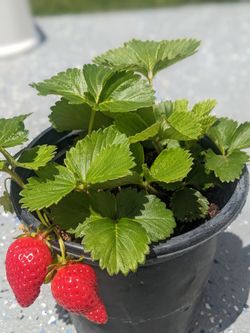 Strawberry Plants!