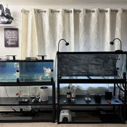 Fish Tank