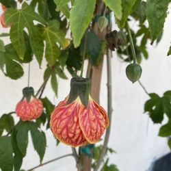 Abutilon Chinese Lanterns Tree, This Plant Blooms All Year Round Is Outdoor Partial Shade Like To Be Moist Is 5 Feet Tall In 5 Gallóns Pot Pick Up 