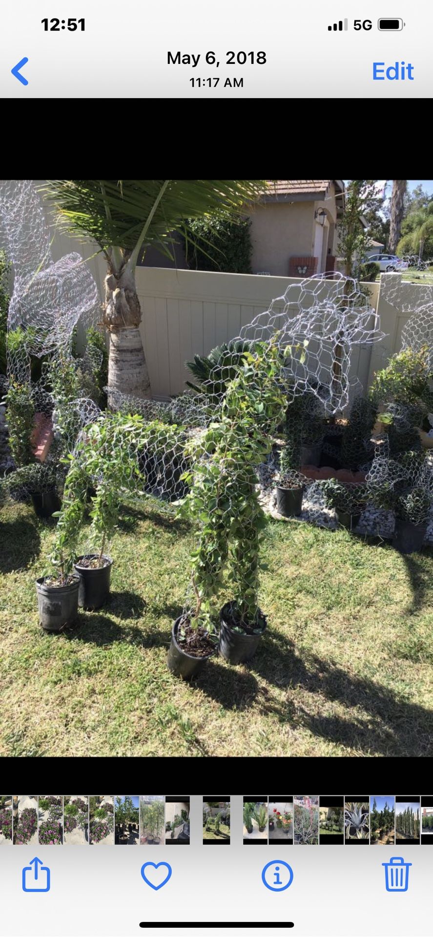 Horse Topiary 