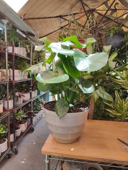 Monsters Deliciosa Indoor Plant