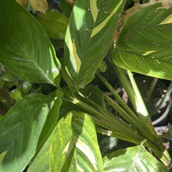 Planta