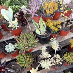 Variety Of Succulents Plants 
