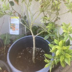 Meiwa Kumquat