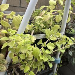 Oregano Oregon O Vic Baporut