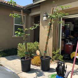 Free Plants