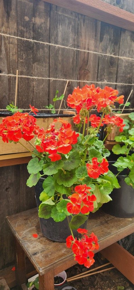 Geraniums