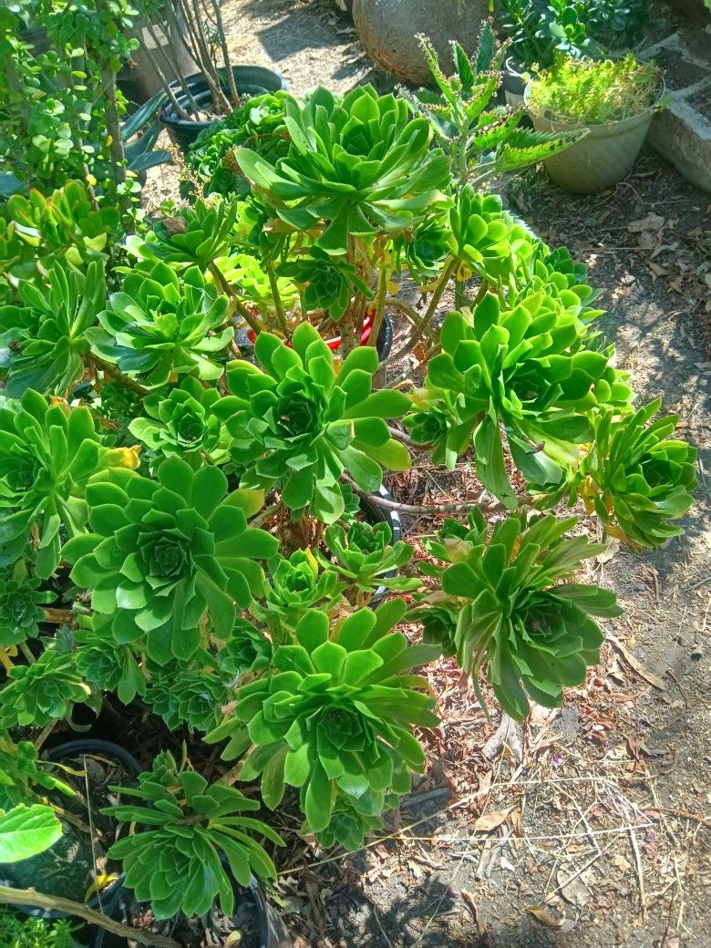 Aeonium Succulent Plant