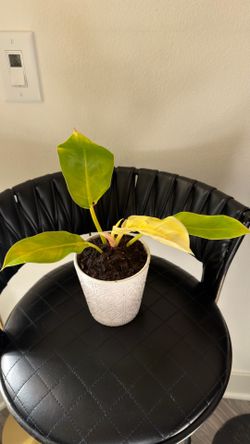 Free plant