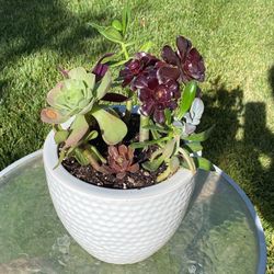 Beautifully Potted Succulent 