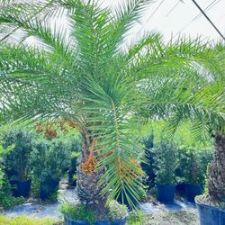 silvester  Palms in pot perfect  for fast planting 
