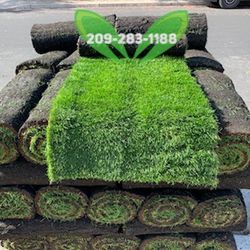 Best Quality Sod 