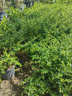 Serissa on sale! $6