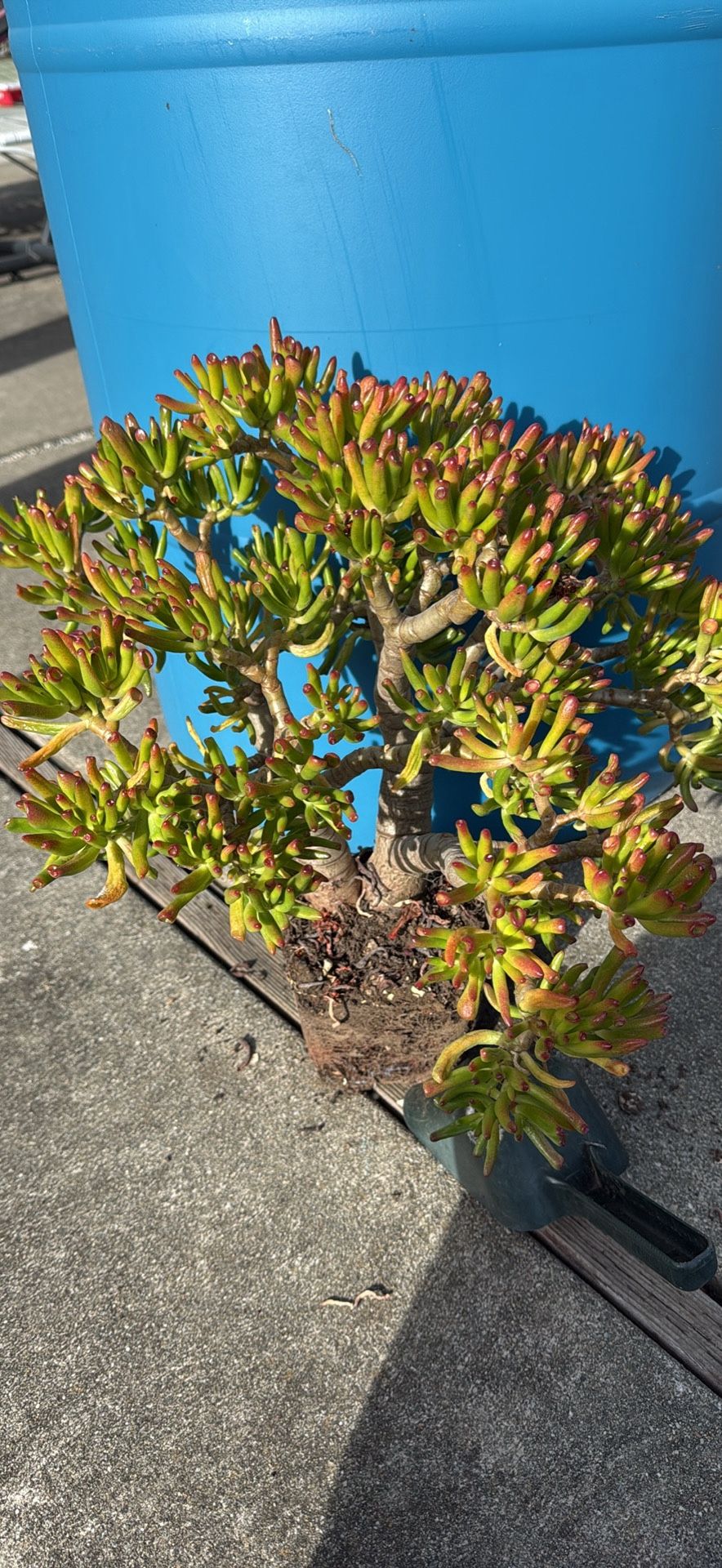 Finger Jade Succulent Plant