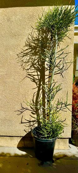 Tree. 7.3 feet high