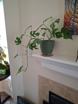 Mini Monstera In 6" Pot