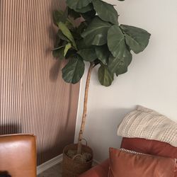 7 Ft Tall Fig Tree Artificial Like New Make An Offer