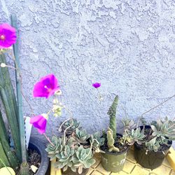 Cactus Flower Plants