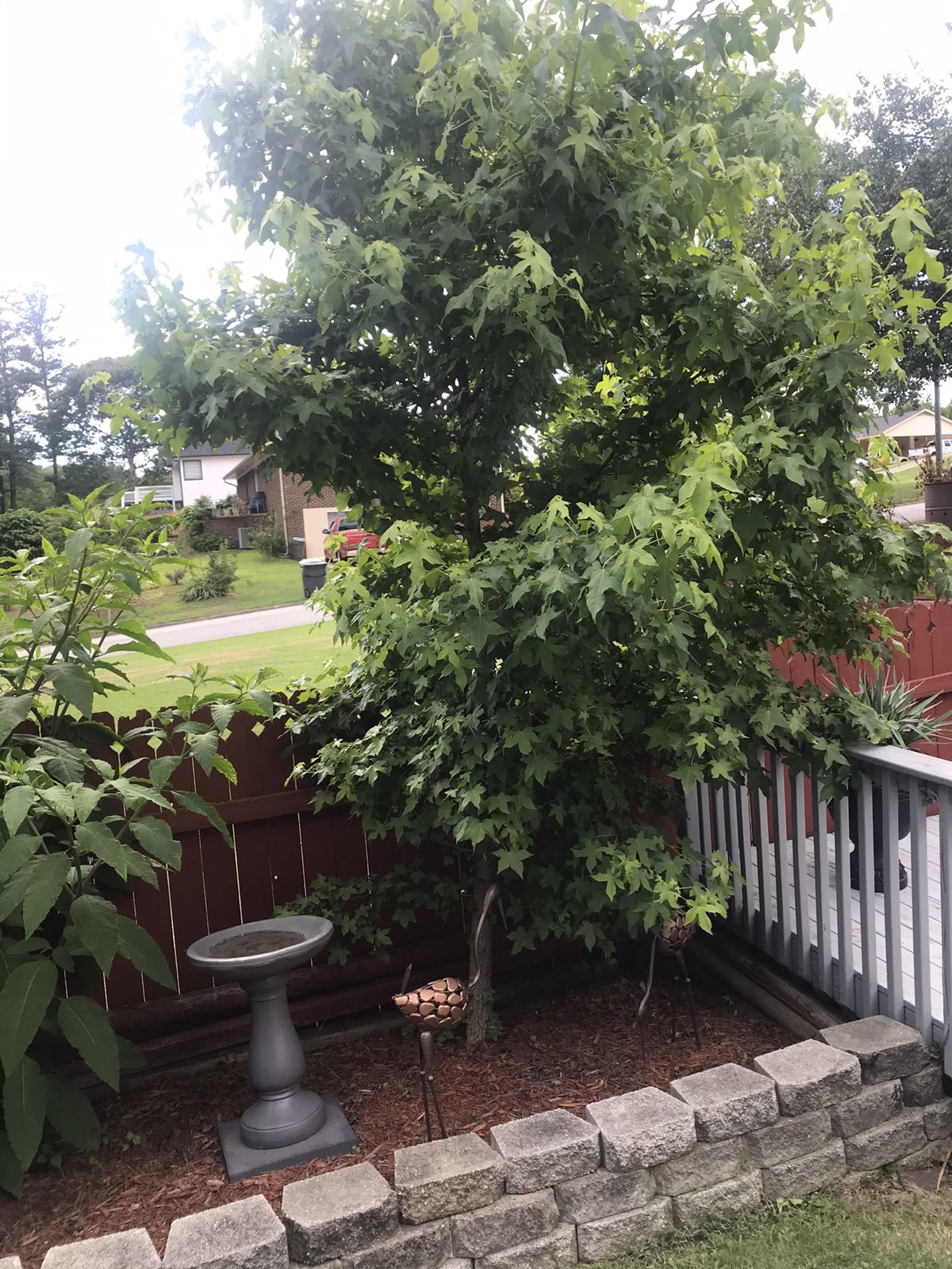 Maple and Evergreen trees FREE!!