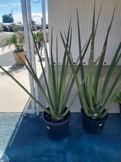 Cactus plants