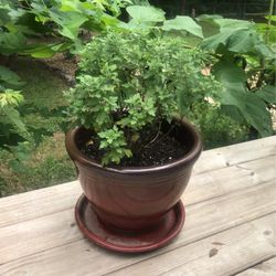 2 Ft. Tall Live Mums In 14” D Ceramic Planter In Saucer New
