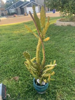 very tall cactus
