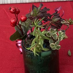 Live Christmas Gift!