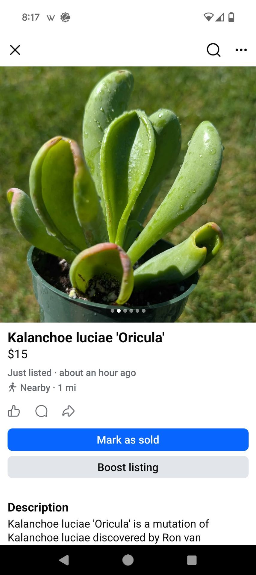 Kalanchoe luciae 'Oricula'