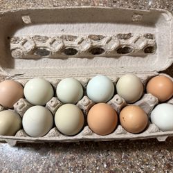 Fertile Hatching Eggs