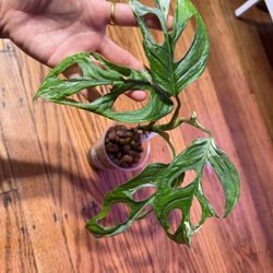 Monstera Adansonii Mint Plant