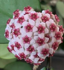 Hoya Kerri inner variegated